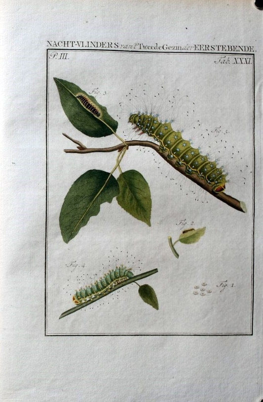 Beschouwing der wonderen Gods :.Amsterdam :J.C. Sepp,[1762-1860]. | Entomology Netherlands "University of Illinois Urbana Champaign" | Vintage Print Reproduction 460532