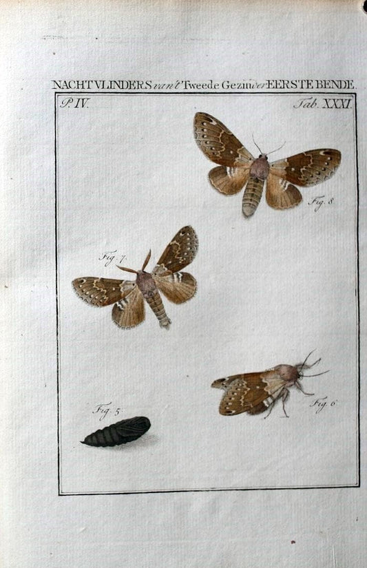 Beschouwing der wonderen Gods :.Amsterdam :J.C. Sepp,[1762-1860]. | Entomology Netherlands "University of Illinois Urbana Champaign" | Vintage Print Reproduction 460533