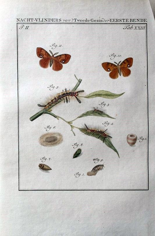Beschouwing der wonderen Gods :.Amsterdam :J.C. Sepp,[1762-1860]. | Entomology Netherlands "University of Illinois Urbana Champaign" | Vintage Print Reproduction 460535