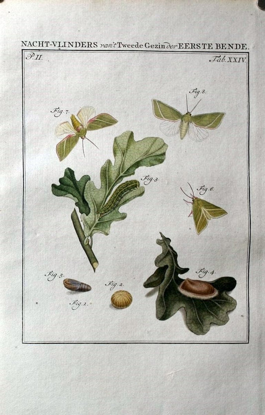 Beschouwing der wonderen Gods :.Amsterdam :J.C. Sepp,[1762-1860]. | Entomology Netherlands "University of Illinois Urbana Champaign" | Vintage Print Reproduction 460538