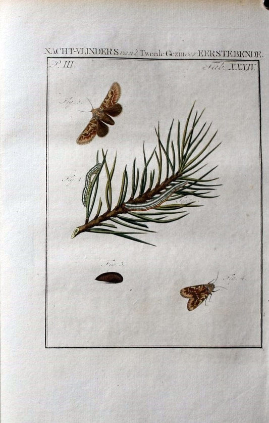 Beschouwing der wonderen Gods :.Amsterdam :J.C. Sepp,[1762-1860]. | Entomology Netherlands "University of Illinois Urbana Champaign" | Vintage Print Reproduction 460539