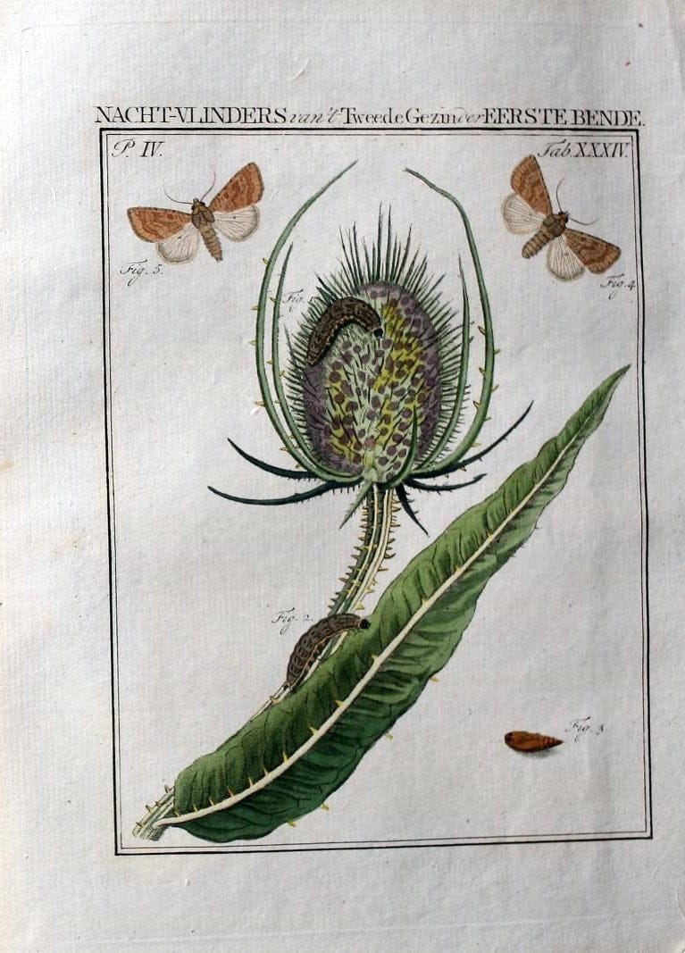 Beschouwing der wonderen Gods :.Amsterdam :J.C. Sepp,[1762-1860]. | Entomology Netherlands "University of Illinois Urbana Champaign" | Vintage Print Reproduction 460542