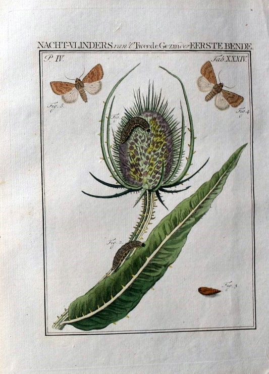 Beschouwing der wonderen Gods :.Amsterdam :J.C. Sepp,[1762-1860]. | Entomology Netherlands "University of Illinois Urbana Champaign" | Vintage Print Reproduction 460542