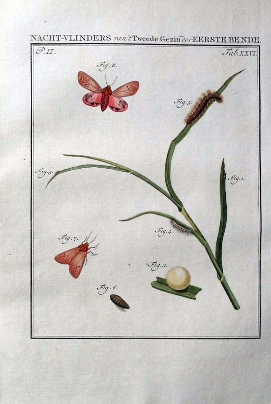 Beschouwing der wonderen Gods :.Amsterdam :J.C. Sepp,[1762-1860]. | Entomology Netherlands "University of Illinois Urbana Champaign" | Vintage Print Reproduction 460544