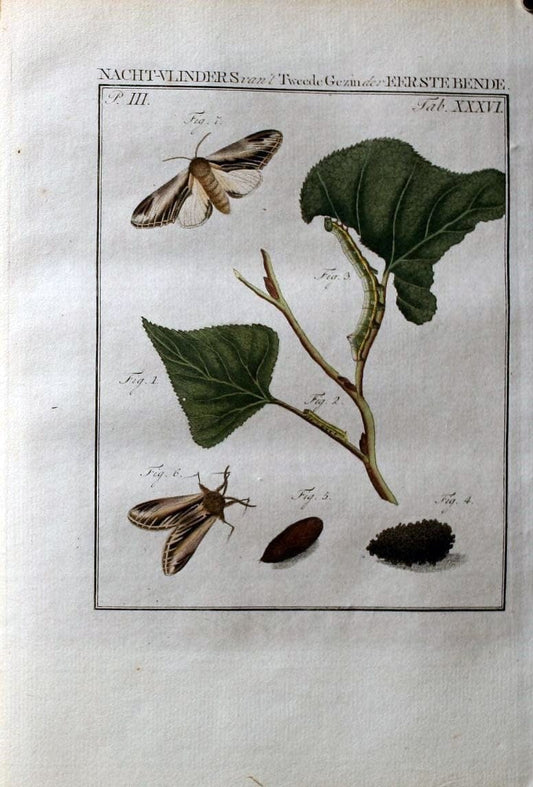 Beschouwing der wonderen Gods :.Amsterdam :J.C. Sepp,[1762-1860]. | Entomology Netherlands "University of Illinois Urbana Champaign" | Vintage Print Reproduction 460545