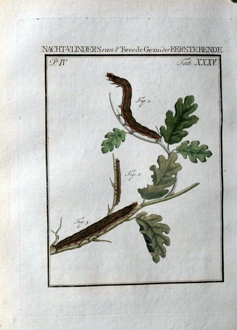 Beschouwing der wonderen Gods :.Amsterdam :J.C. Sepp,[1762-1860]. | Entomology Netherlands "University of Illinois Urbana Champaign" | Vintage Print Reproduction 460546
