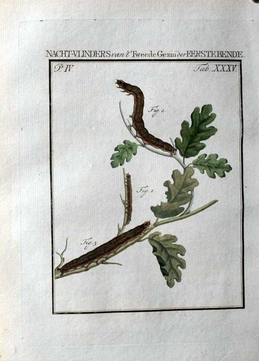 Beschouwing der wonderen Gods :.Amsterdam :J.C. Sepp,[1762-1860]. | Entomology Netherlands "University of Illinois Urbana Champaign" | Vintage Print Reproduction 460546