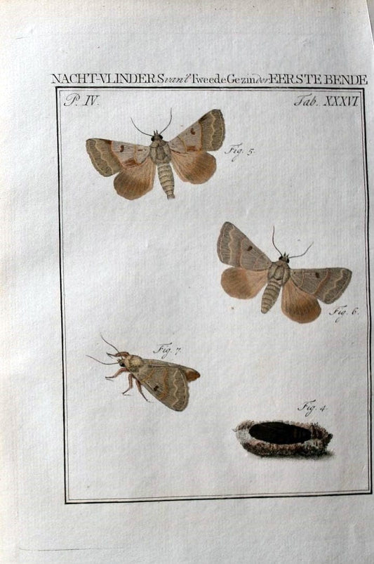 Beschouwing der wonderen Gods :.Amsterdam :J.C. Sepp,[1762-1860]. | Entomology Netherlands "University of Illinois Urbana Champaign" | Vintage Print Reproduction 460547