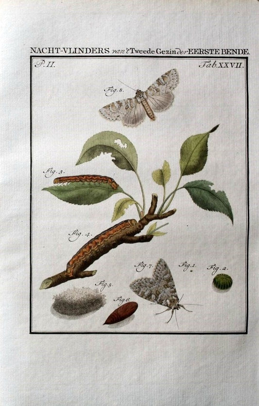 Beschouwing der wonderen Gods :.Amsterdam :J.C. Sepp,[1762-1860]. | Entomology Netherlands "University of Illinois Urbana Champaign" | Vintage Print Reproduction 460548