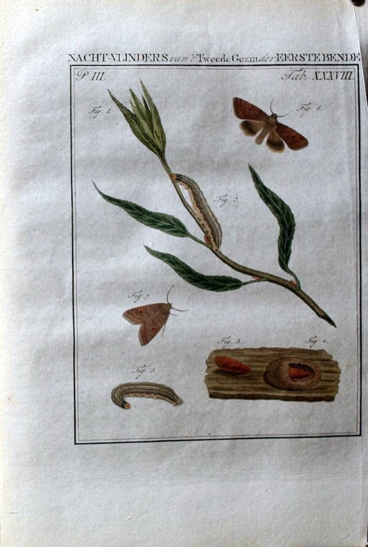 Beschouwing der wonderen Gods :.Amsterdam :J.C. Sepp,[1762-1860]. | Entomology Netherlands "University of Illinois Urbana Champaign" | Vintage Print Reproduction 460550