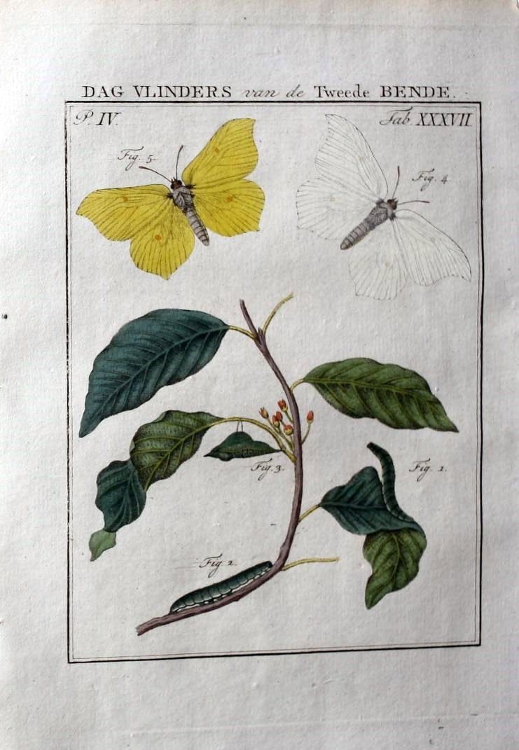 Beschouwing der wonderen Gods :.Amsterdam :J.C. Sepp,[1762-1860]. | Entomology Netherlands "University of Illinois Urbana Champaign" | Vintage Print Reproduction 460551
