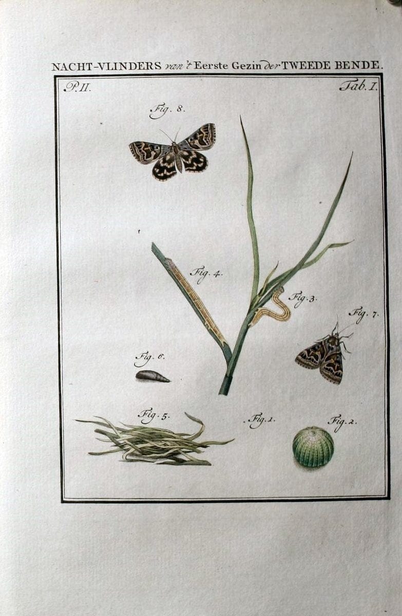Beschouwing der wonderen Gods :.Amsterdam :J.C. Sepp,[1762-1860]. | Entomology Netherlands "University of Illinois Urbana Champaign" | Vintage Print Reproduction 460552