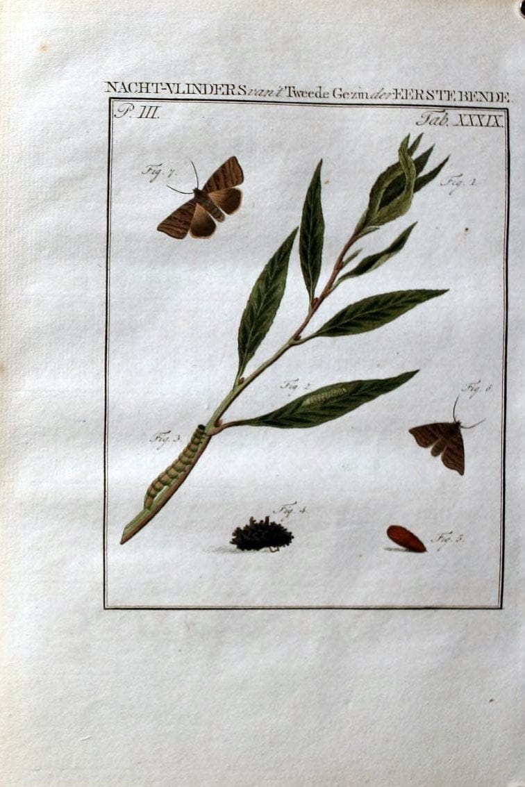 Beschouwing der wonderen Gods :.Amsterdam :J.C. Sepp,[1762-1860]. | Entomology Netherlands "University of Illinois Urbana Champaign" | Vintage Print Reproduction 460553