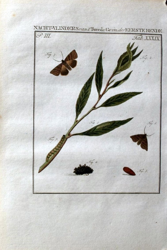 Beschouwing der wonderen Gods :.Amsterdam :J.C. Sepp,[1762-1860]. | Entomology Netherlands "University of Illinois Urbana Champaign" | Vintage Print Reproduction 460553