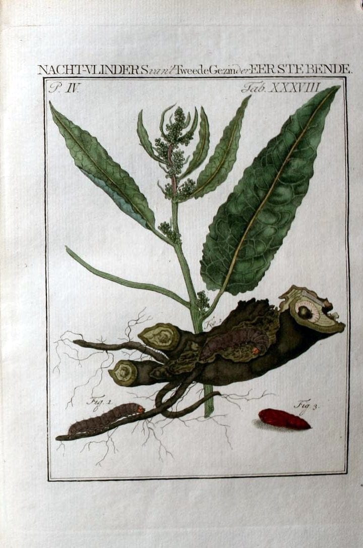 Beschouwing der wonderen Gods :.Amsterdam :J.C. Sepp,[1762-1860]. | Entomology Netherlands "University of Illinois Urbana Champaign" | Vintage Print Reproduction 460554