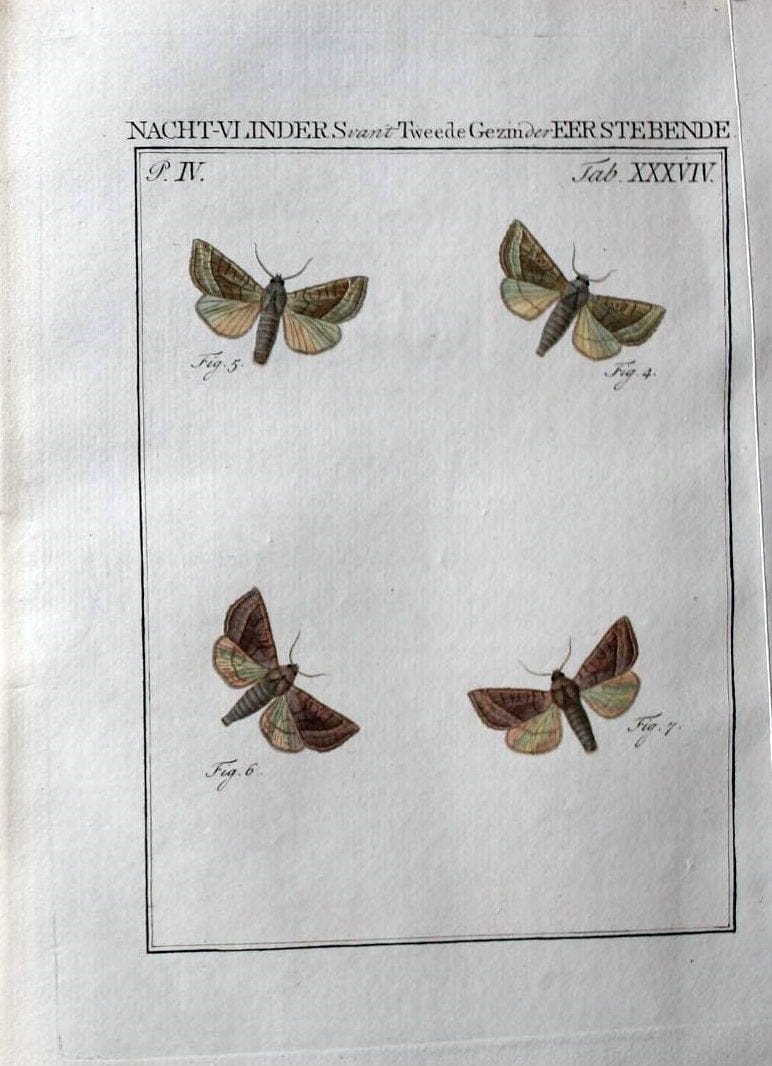 Beschouwing der wonderen Gods :.Amsterdam :J.C. Sepp,[1762-1860]. | Entomology Netherlands "University of Illinois Urbana Champaign" | Vintage Print Reproduction 460555
