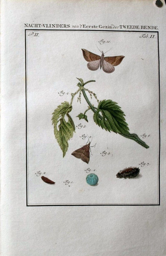 Beschouwing der wonderen Gods :.Amsterdam :J.C. Sepp,[1762-1860]. | Entomology Netherlands "University of Illinois Urbana Champaign" | Vintage Print Reproduction 460556