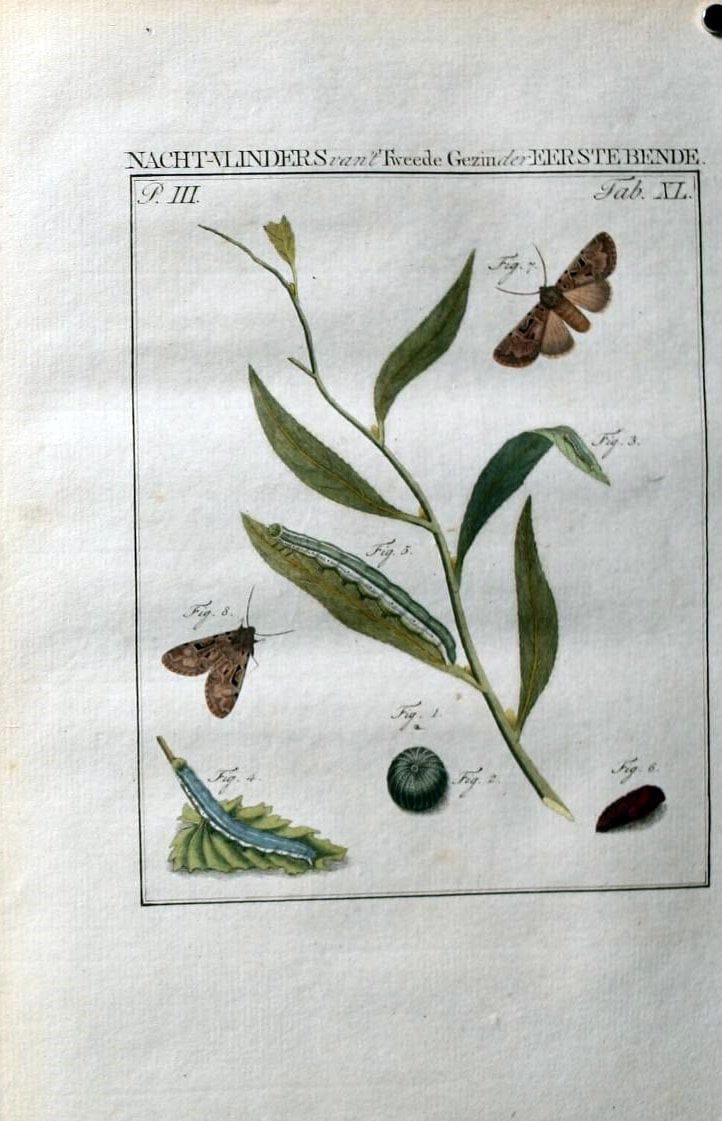 Beschouwing der wonderen Gods :.Amsterdam :J.C. Sepp,[1762-1860]. | Entomology Netherlands "University of Illinois Urbana Champaign" | Vintage Print Reproduction 460557