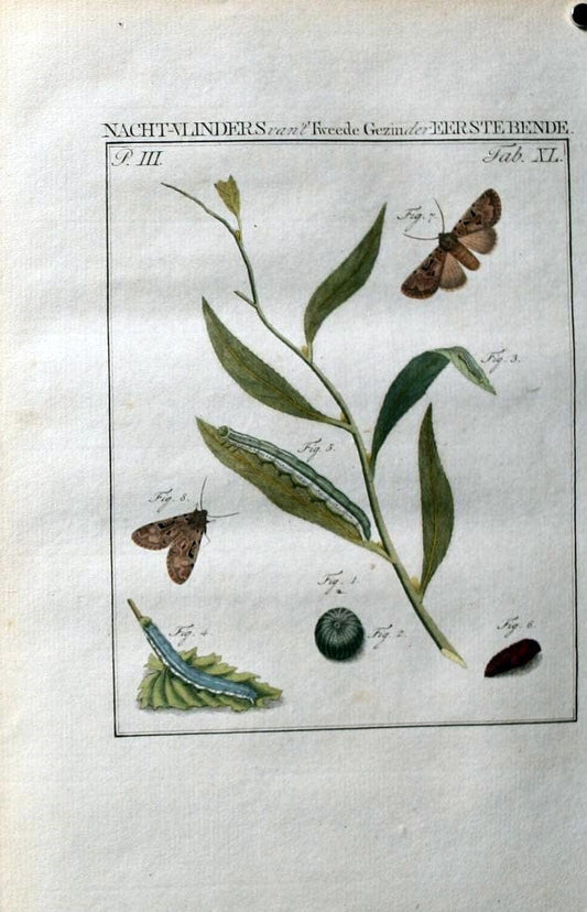 Beschouwing der wonderen Gods :.Amsterdam :J.C. Sepp,[1762-1860]. | Entomology Netherlands "University of Illinois Urbana Champaign" | Vintage Print Reproduction 460557