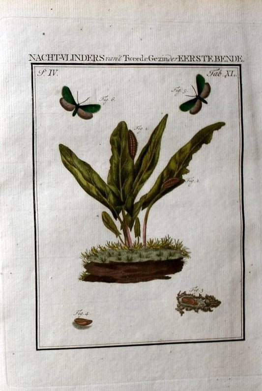 Beschouwing der wonderen Gods :.Amsterdam :J.C. Sepp,[1762-1860]. | Entomology Netherlands "University of Illinois Urbana Champaign" | Vintage Print Reproduction 460558
