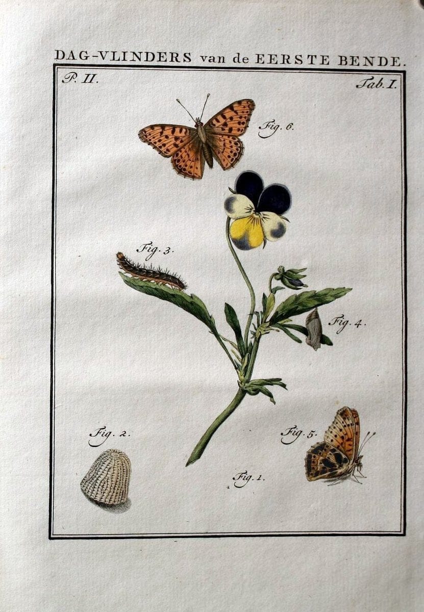 Beschouwing der wonderen Gods :.Amsterdam :J.C. Sepp,[1762-1860]. | Entomology Netherlands "University of Illinois Urbana Champaign" | Vintage Print Reproduction 460559
