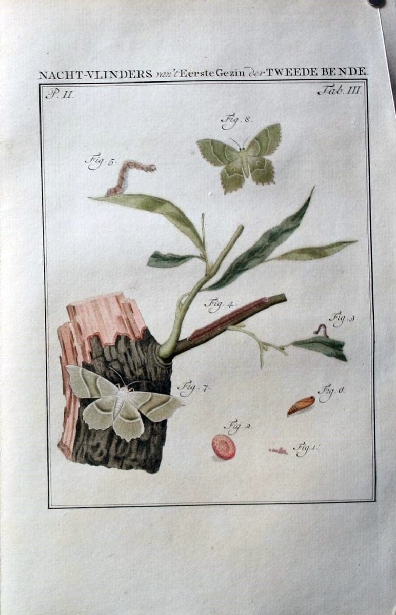Beschouwing der wonderen Gods :.Amsterdam :J.C. Sepp,[1762-1860]. | Entomology Netherlands "University of Illinois Urbana Champaign" | Vintage Print Reproduction 460560