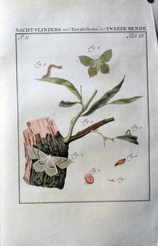 Beschouwing der wonderen Gods :.Amsterdam :J.C. Sepp,[1762-1860]. | Entomology Netherlands "University of Illinois Urbana Champaign" | Vintage Print Reproduction 460560