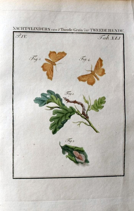 Beschouwing der wonderen Gods :.Amsterdam :J.C. Sepp,[1762-1860]. | Entomology Netherlands "University of Illinois Urbana Champaign" | Vintage Print Reproduction 460562