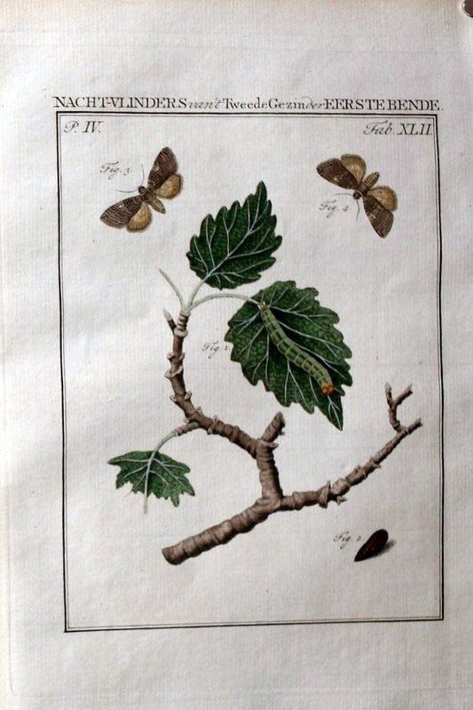 Beschouwing der wonderen Gods :.Amsterdam :J.C. Sepp,[1762-1860]. | Entomology Netherlands "University of Illinois Urbana Champaign" | Vintage Print Reproduction 460564