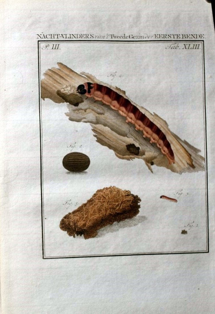 Beschouwing der wonderen Gods :.Amsterdam :J.C. Sepp,[1762-1860]. | Entomology Netherlands "University of Illinois Urbana Champaign" | Vintage Print Reproduction 460566