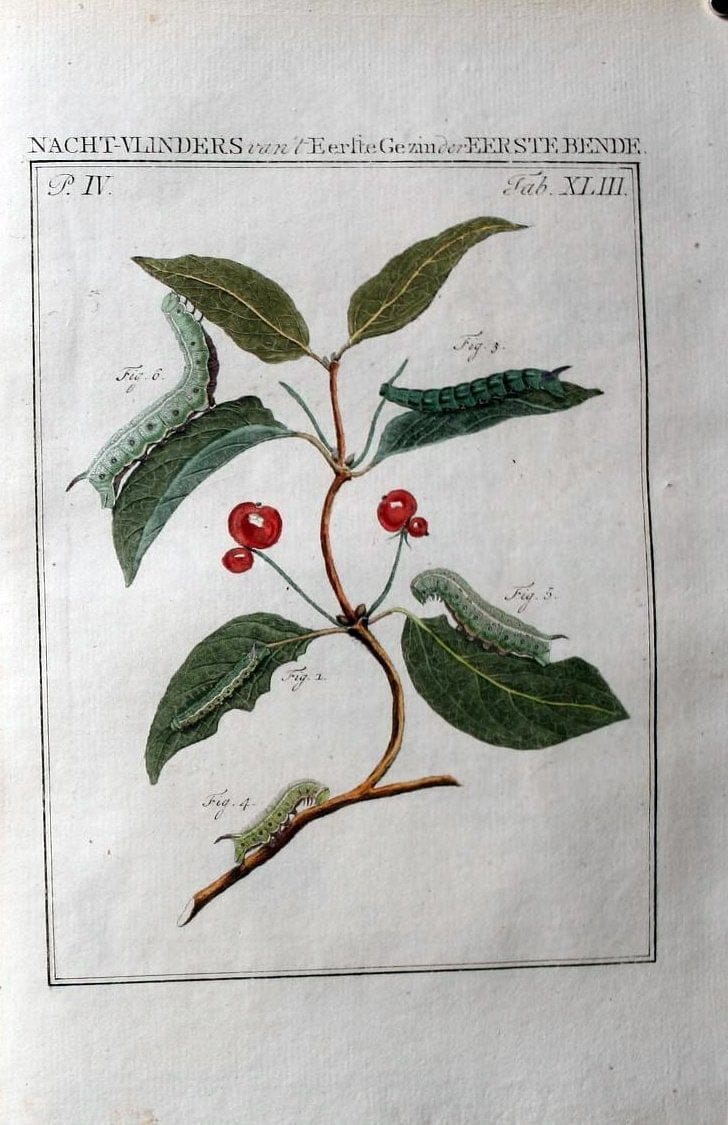 Beschouwing der wonderen Gods :.Amsterdam :J.C. Sepp,[1762-1860]. | Entomology Netherlands "University of Illinois Urbana Champaign" | Vintage Print Reproduction 460567