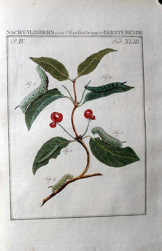 Beschouwing der wonderen Gods :.Amsterdam :J.C. Sepp,[1762-1860]. | Entomology Netherlands "University of Illinois Urbana Champaign" | Vintage Print Reproduction 460567