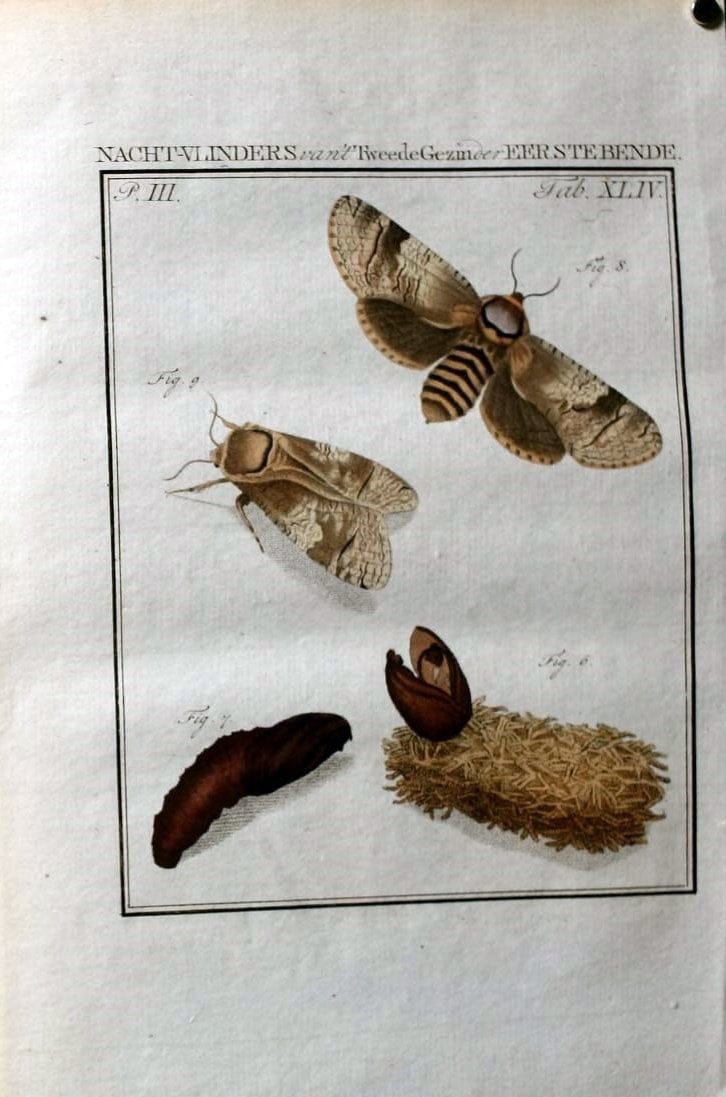 Beschouwing der wonderen Gods :.Amsterdam :J.C. Sepp,[1762-1860]. | Entomology Netherlands "University of Illinois Urbana Champaign" | Vintage Print Reproduction 460569