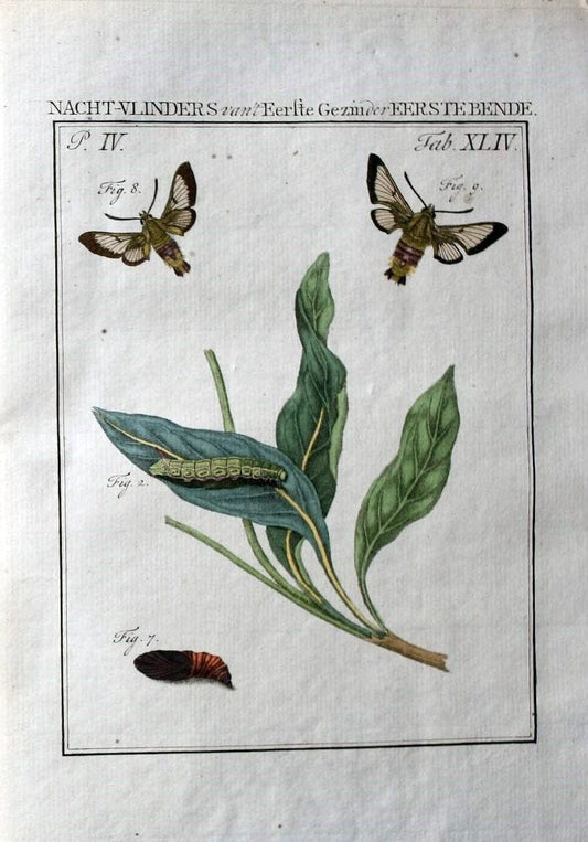 Beschouwing der wonderen Gods :.Amsterdam :J.C. Sepp,[1762-1860]. | Entomology Netherlands "University of Illinois Urbana Champaign" | Vintage Print Reproduction 460570