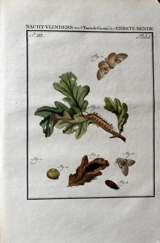 Beschouwing der wonderen Gods :.Amsterdam :J.C. Sepp,[1762-1860]. | Entomology Netherlands "University of Illinois Urbana Champaign" | Vintage Print Reproduction 460571