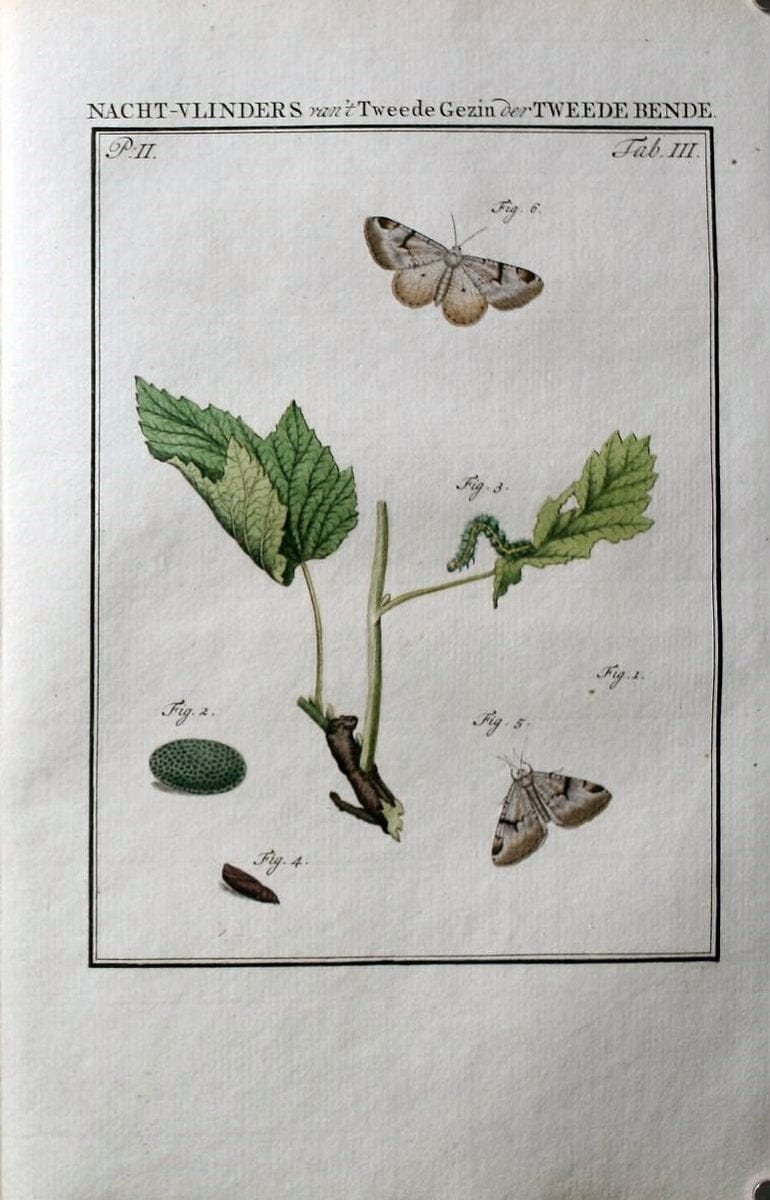 Beschouwing der wonderen Gods :.Amsterdam :J.C. Sepp,[1762-1860]. | Entomology Netherlands "University of Illinois Urbana Champaign" | Vintage Print Reproduction 460572