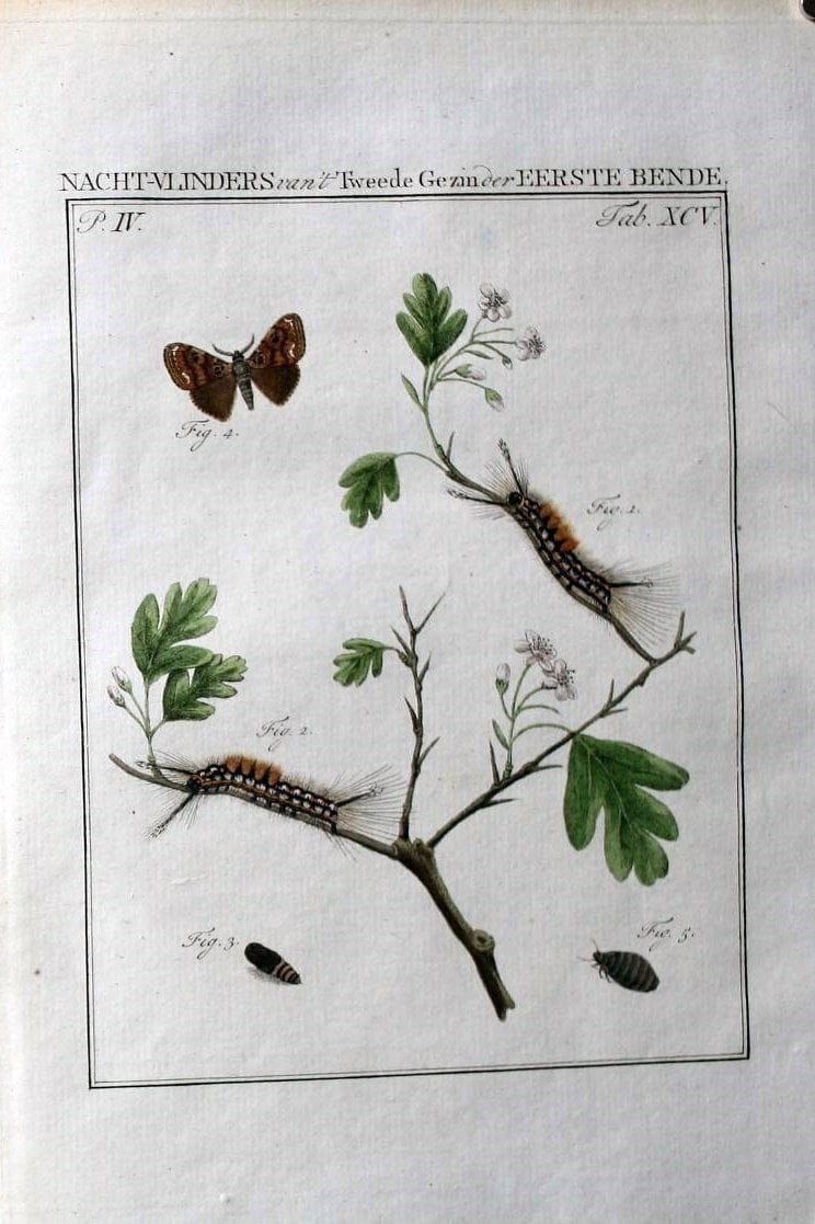 Beschouwing der wonderen Gods :.Amsterdam :J.C. Sepp,[1762-1860]. | Entomology Netherlands "University of Illinois Urbana Champaign" | Vintage Print Reproduction 460574