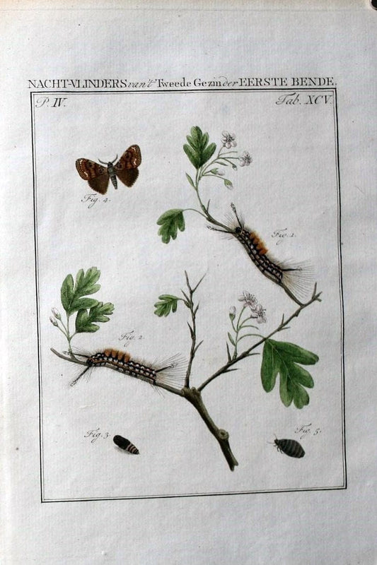 Beschouwing der wonderen Gods :.Amsterdam :J.C. Sepp,[1762-1860]. | Entomology Netherlands "University of Illinois Urbana Champaign" | Vintage Print Reproduction 460574
