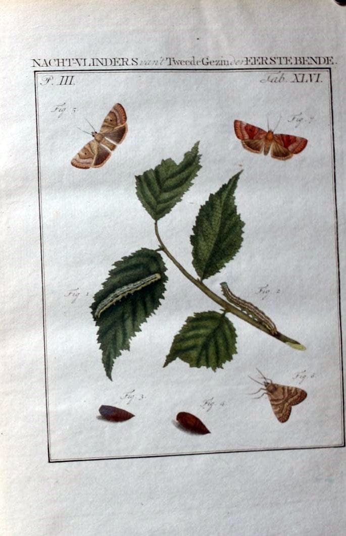 Beschouwing der wonderen Gods :.Amsterdam :J.C. Sepp,[1762-1860]. | Entomology Netherlands "University of Illinois Urbana Champaign" | Vintage Print Reproduction 460576