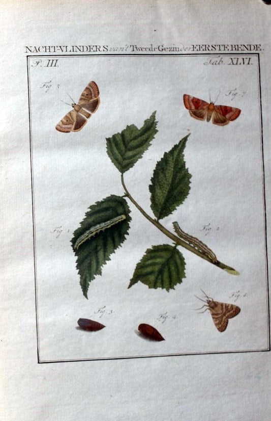 Beschouwing der wonderen Gods :.Amsterdam :J.C. Sepp,[1762-1860]. | Entomology Netherlands "University of Illinois Urbana Champaign" | Vintage Print Reproduction 460576