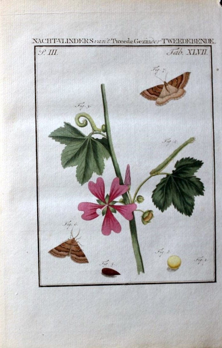 Beschouwing der wonderen Gods :.Amsterdam :J.C. Sepp,[1762-1860]. | Entomology Netherlands "University of Illinois Urbana Champaign" | Vintage Print Reproduction 460578