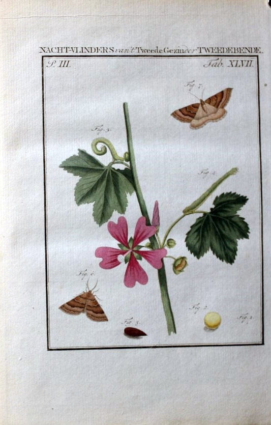 Beschouwing der wonderen Gods :.Amsterdam :J.C. Sepp,[1762-1860]. | Entomology Netherlands "University of Illinois Urbana Champaign" | Vintage Print Reproduction 460578