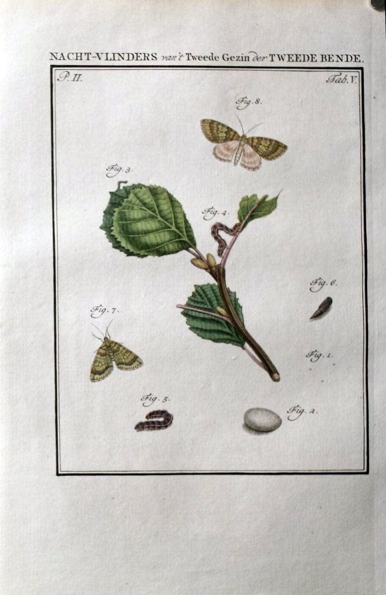 Beschouwing der wonderen Gods :.Amsterdam :J.C. Sepp,[1762-1860]. | Entomology Netherlands "University of Illinois Urbana Champaign" | Vintage Print Reproduction 460579