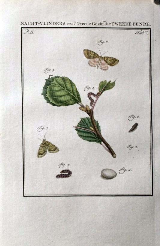 Beschouwing der wonderen Gods :.Amsterdam :J.C. Sepp,[1762-1860]. | Entomology Netherlands "University of Illinois Urbana Champaign" | Vintage Print Reproduction 460579