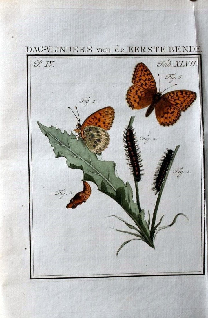 Beschouwing der wonderen Gods :.Amsterdam :J.C. Sepp,[1762-1860]. | Entomology Netherlands "University of Illinois Urbana Champaign" | Vintage Print Reproduction 460580