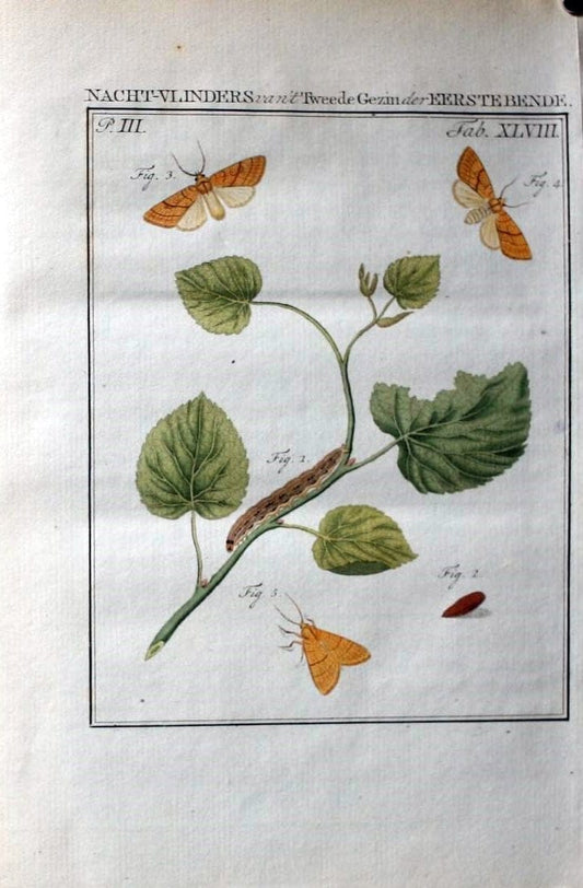 Beschouwing der wonderen Gods :.Amsterdam :J.C. Sepp,[1762-1860]. | Entomology Netherlands "University of Illinois Urbana Champaign" | Vintage Print Reproduction 460581