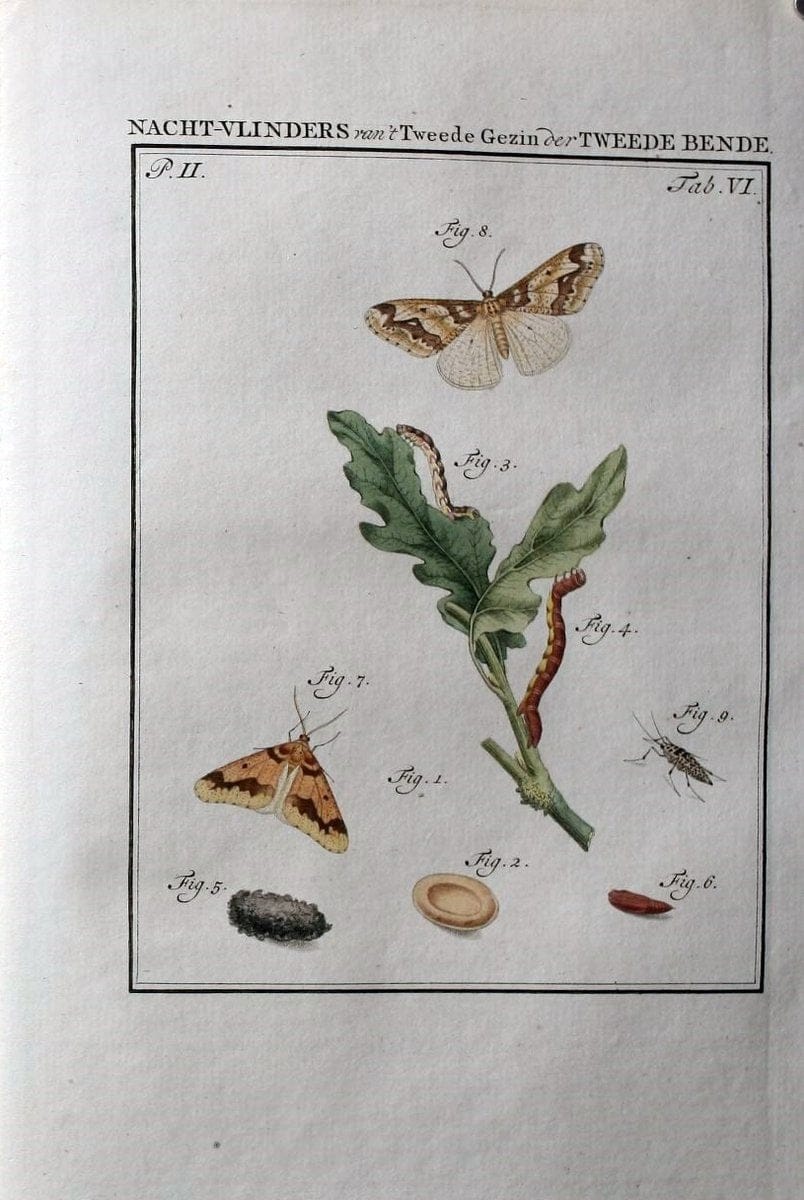 Beschouwing der wonderen Gods :.Amsterdam :J.C. Sepp,[1762-1860]. | Entomology Netherlands "University of Illinois Urbana Champaign" | Vintage Print Reproduction 460582