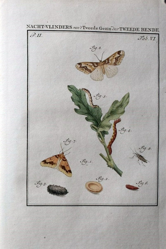 Beschouwing der wonderen Gods :.Amsterdam :J.C. Sepp,[1762-1860]. | Entomology Netherlands "University of Illinois Urbana Champaign" | Vintage Print Reproduction 460582