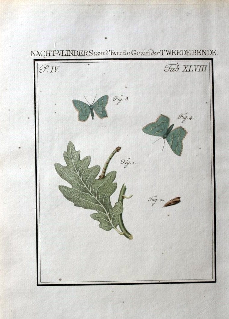 Beschouwing der wonderen Gods :.Amsterdam :J.C. Sepp,[1762-1860]. | Entomology Netherlands "University of Illinois Urbana Champaign" | Vintage Print Reproduction 460583