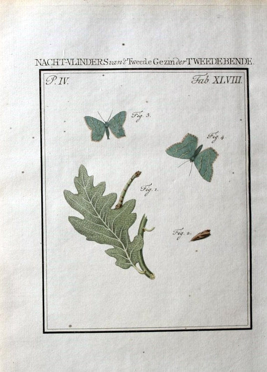 Beschouwing der wonderen Gods :.Amsterdam :J.C. Sepp,[1762-1860]. | Entomology Netherlands "University of Illinois Urbana Champaign" | Vintage Print Reproduction 460583